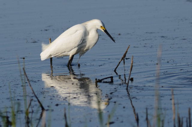 Aigrette neigeuse / Snowy Egret